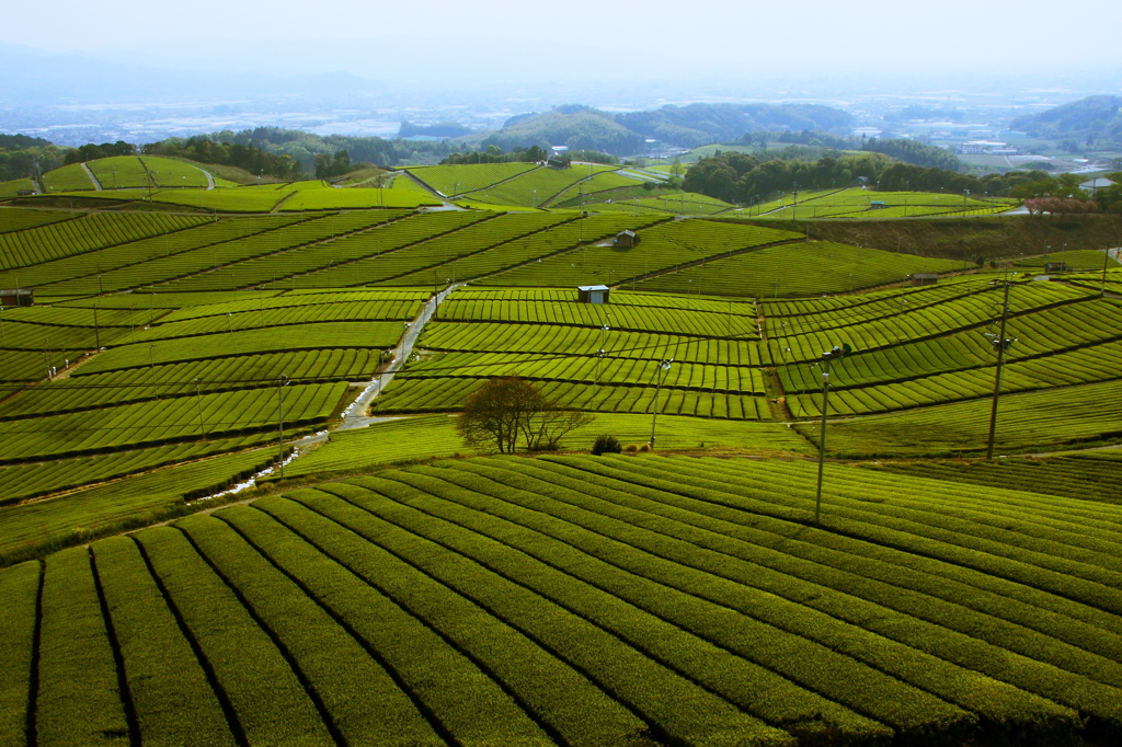 茶園を望む