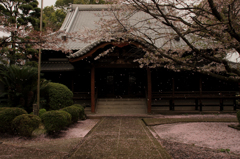 桜舞う頃に