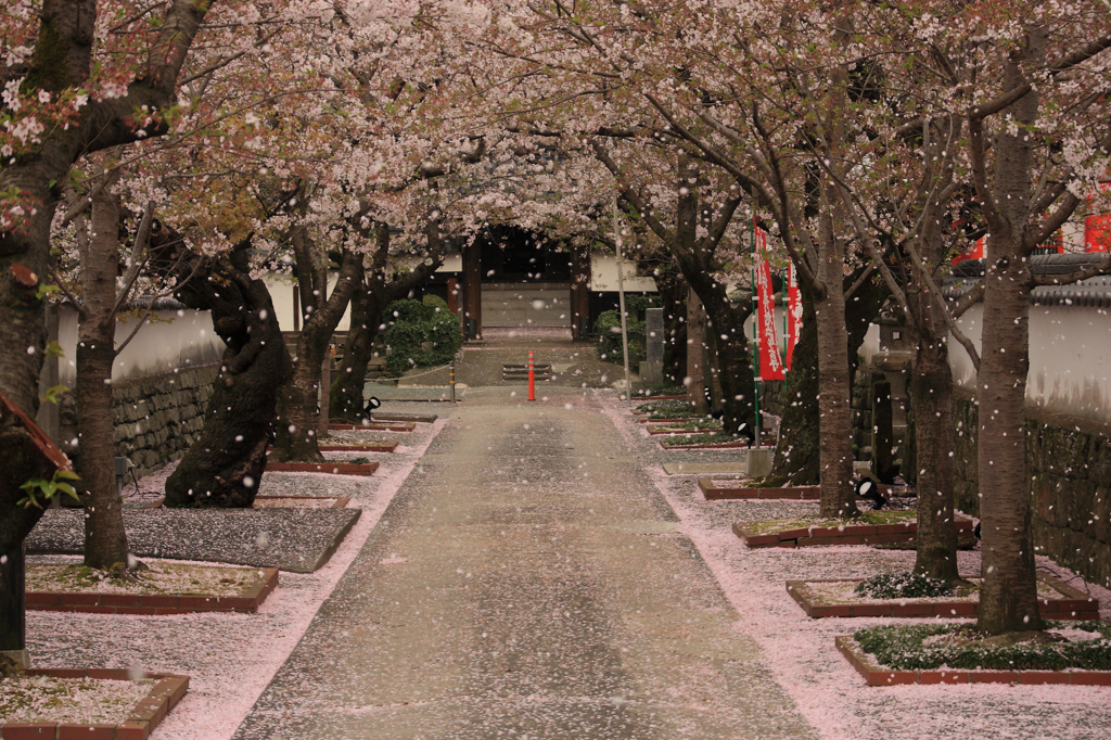 桜吹雪
