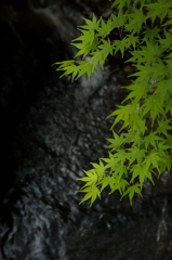 水と緑