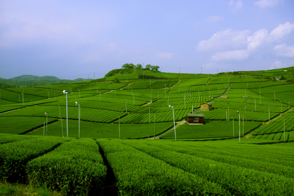 大茶園