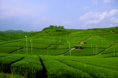 大茶園