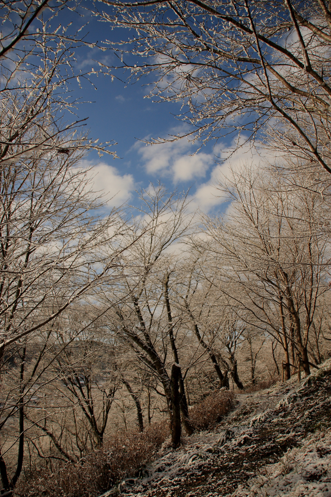 雪桜