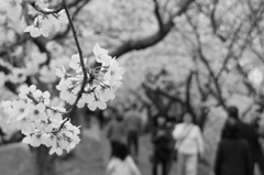 花見客