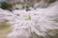 黄一点