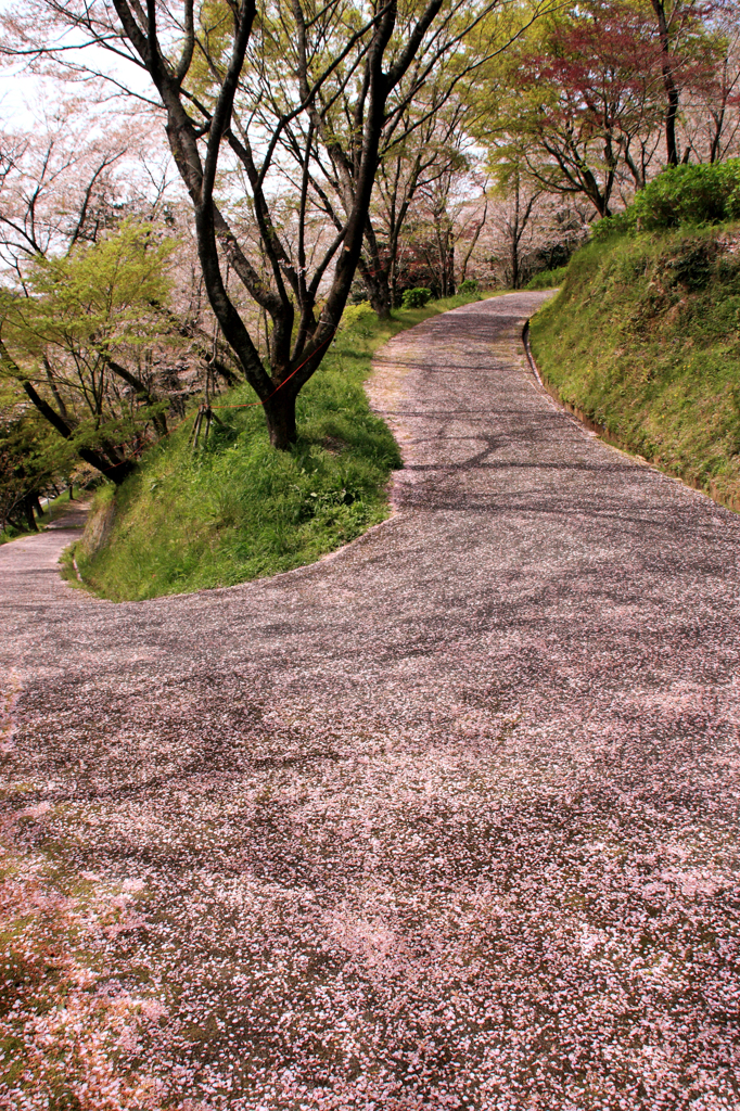桜の絨毯