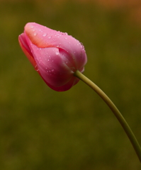 雫