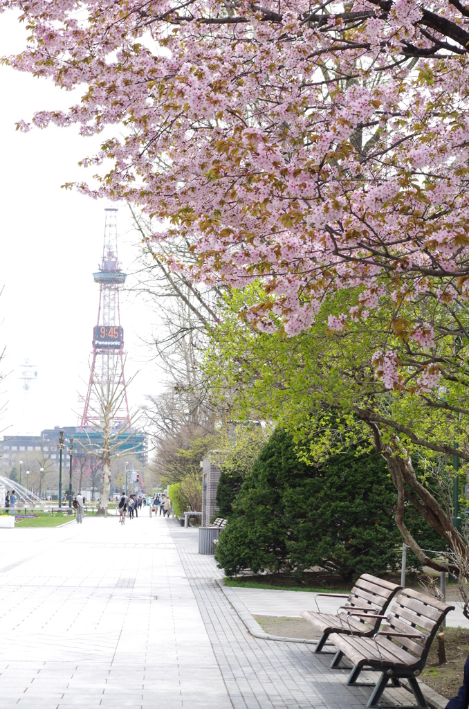 桜とテレビ塔