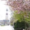 桜とテレビ塔