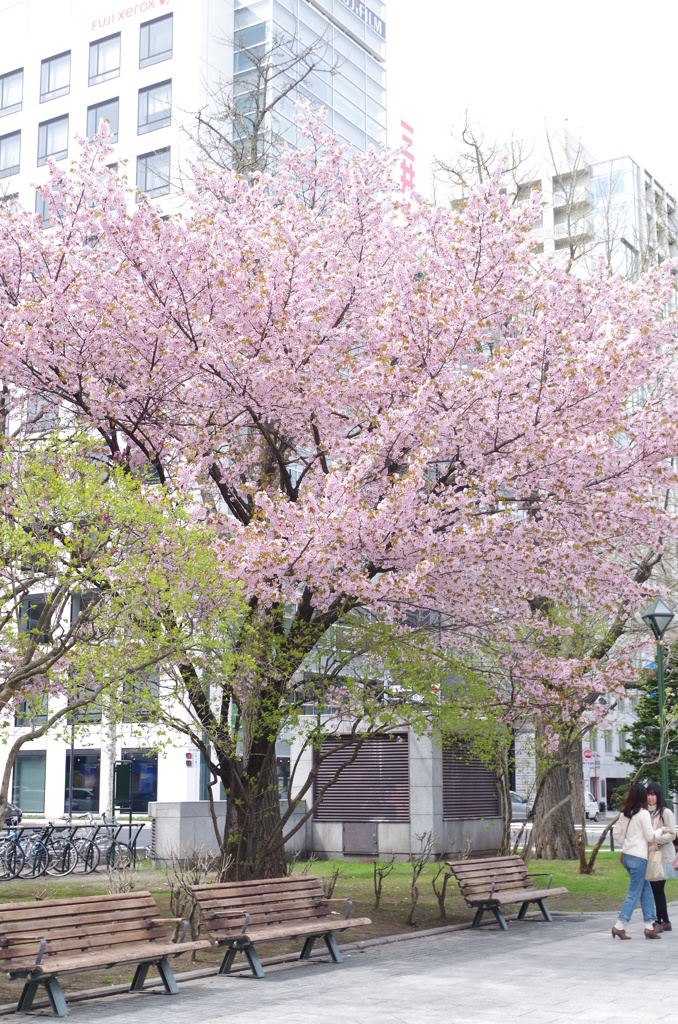 都会の桜