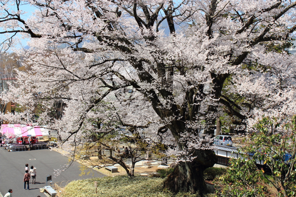 人々を見守る大桜