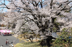 人々を見守る大桜