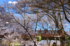 桜舞う幻想橋