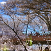 桜舞う幻想橋