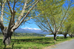 新緑の並木道