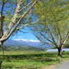 新緑の並木道