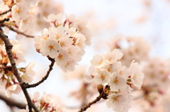 桜のミニブーケ