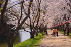 桜日和