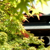宝福寺で春の季節と現代美術品