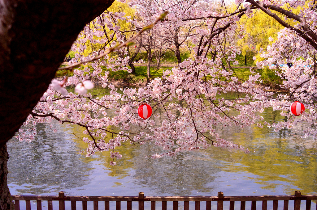 桜まつり