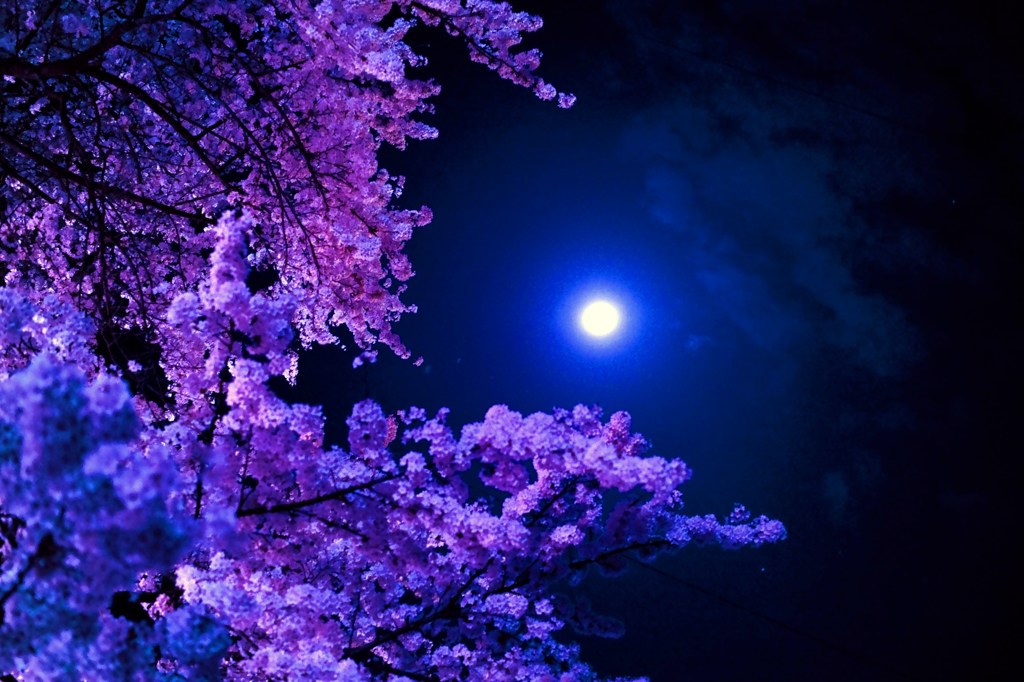 三春の夜桜
