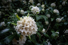 花の名は知らないⅡ