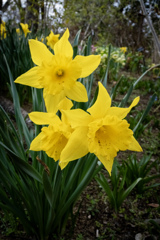 きれいに咲いていました