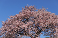 河津桜は満開だった