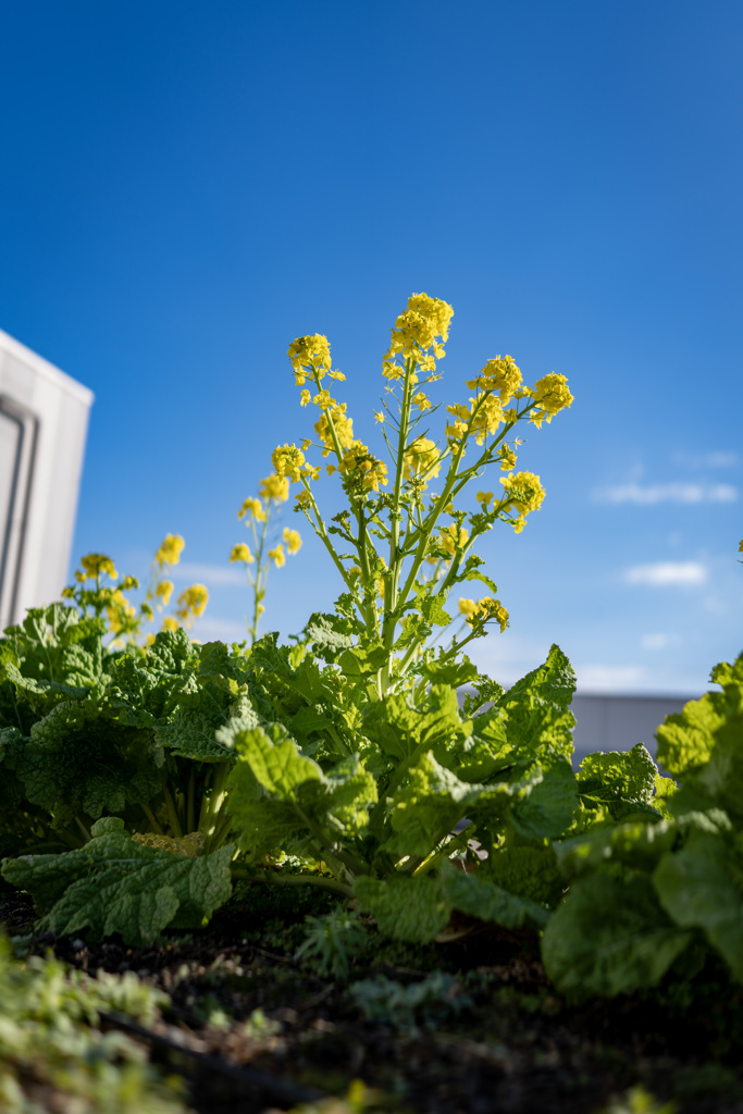 屋上に春が来た