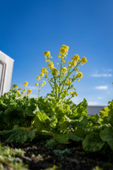屋上に春が来た