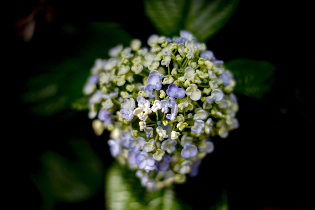 午後の紫陽花