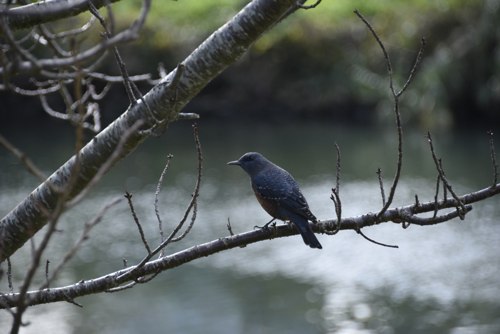 初めての野鳥