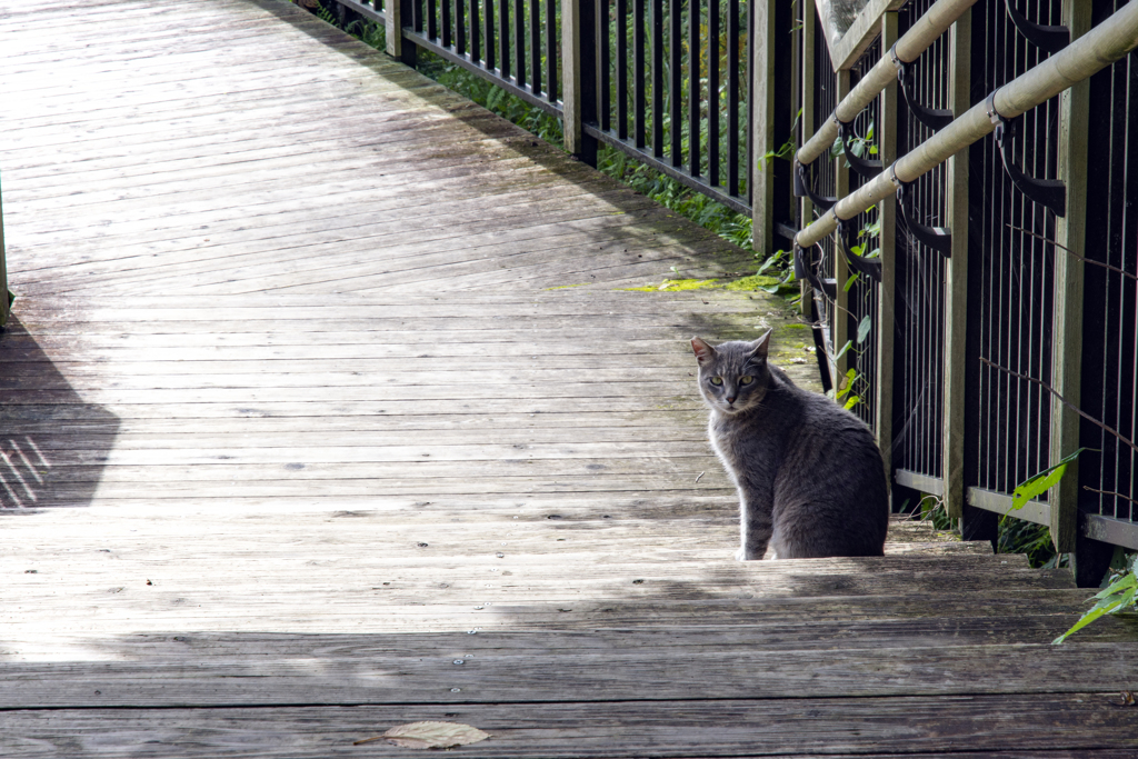 猫がいた。