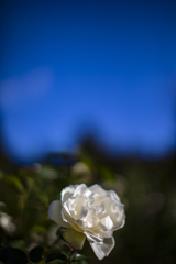 ローズガーデンの白い薔薇