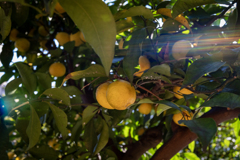 何だろ？橙かな？