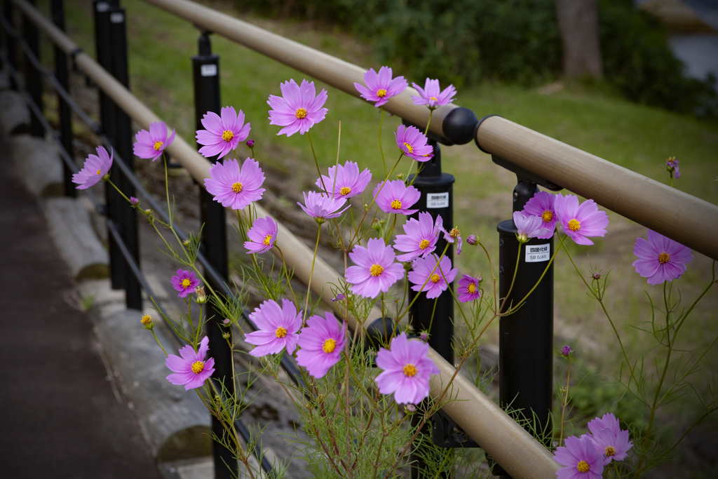 秋桜