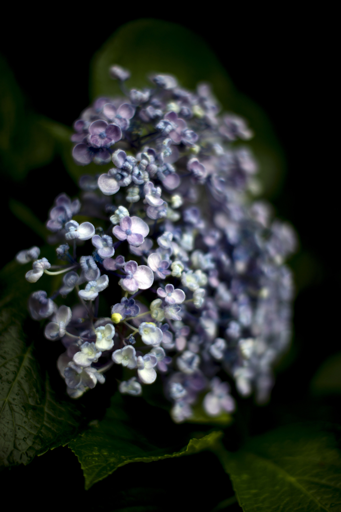 朝の紫陽花