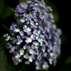朝の紫陽花