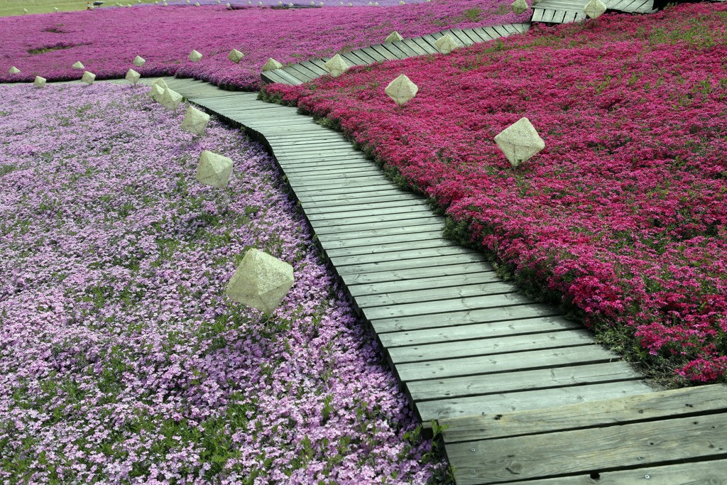 東京ドイツ村の芝桜はきれいだった
