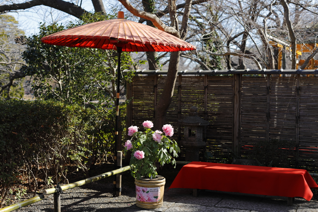 鶴岡八幡宮神苑ぼたん庭園