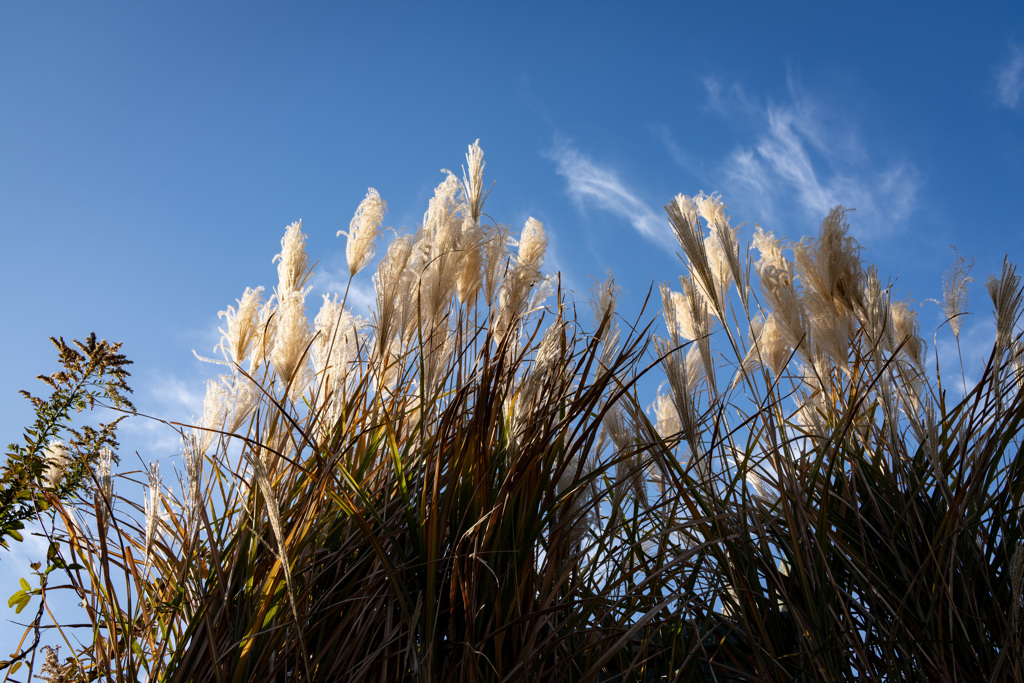 ススキと青空