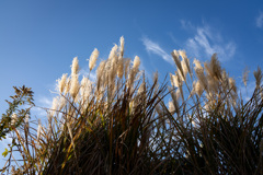 ススキと青空