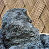 庭の石