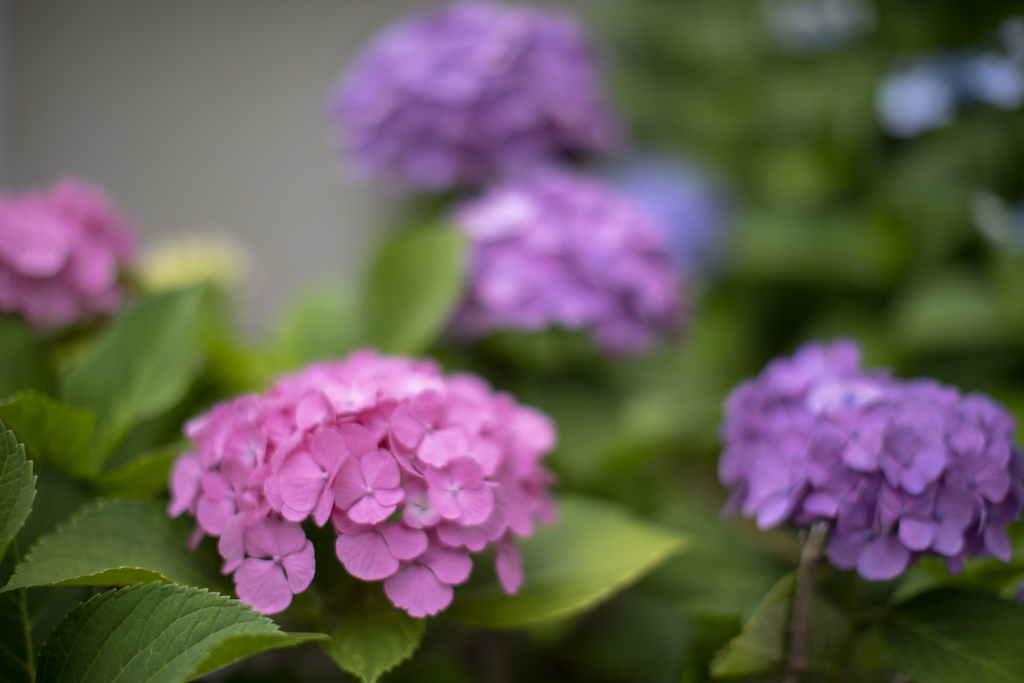 紫陽花は赤かった