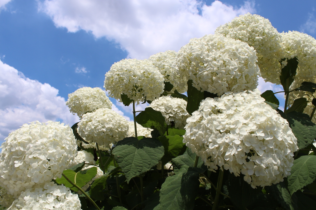 白紫陽花