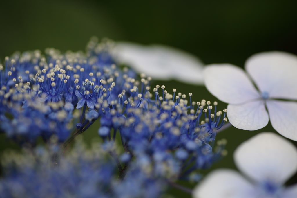 紫陽花