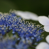 紫陽花