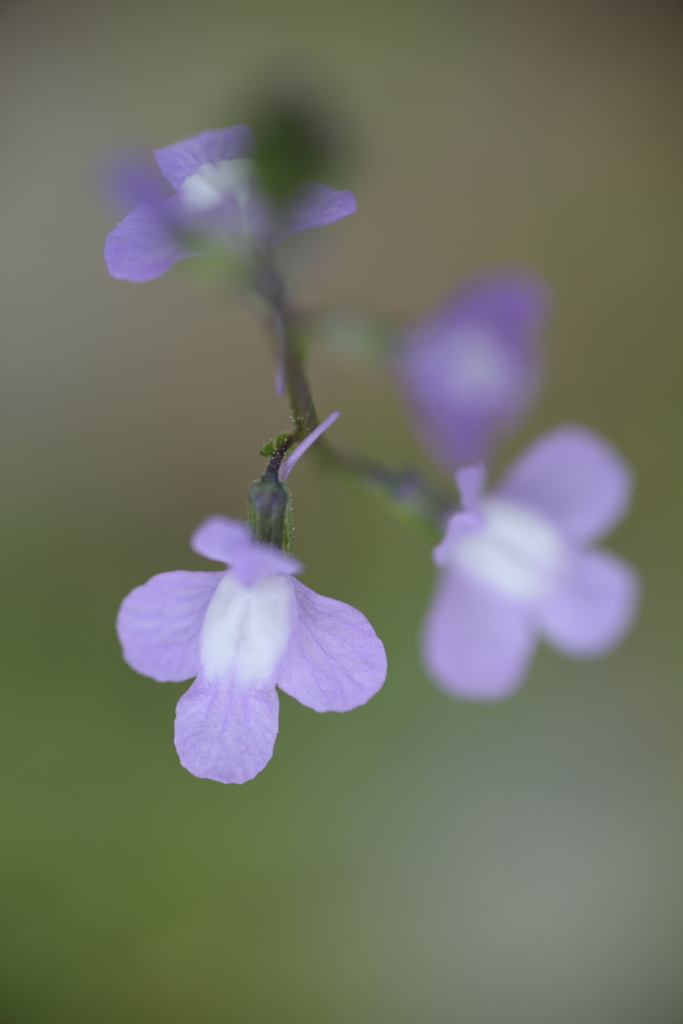 小さな花　③