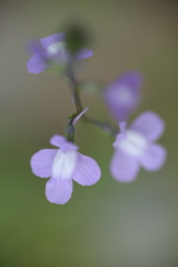 小さな花　③