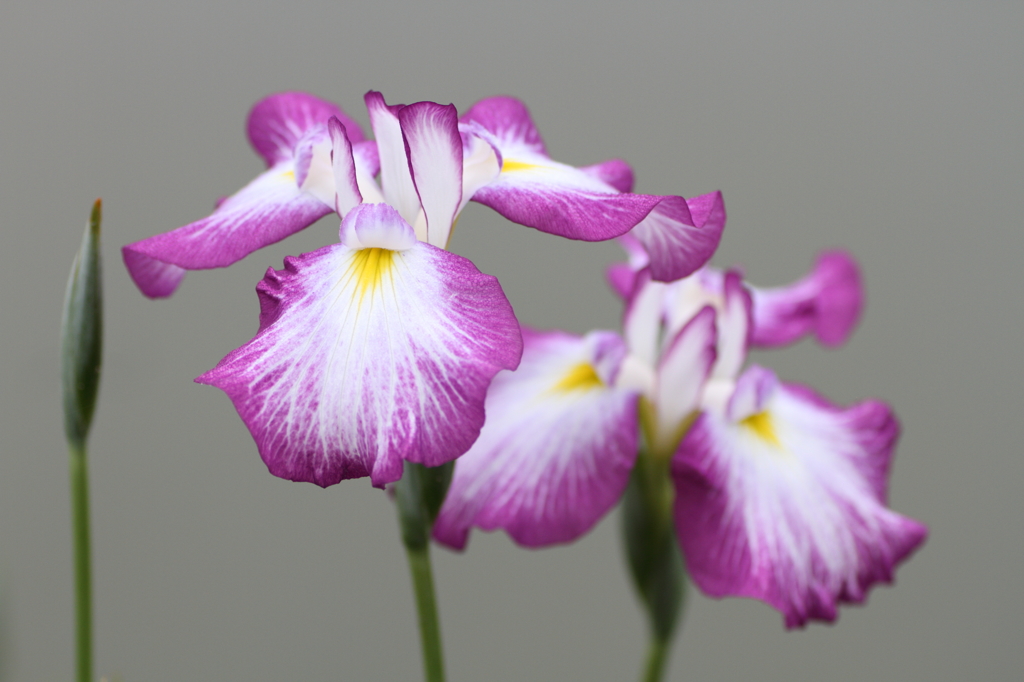 花菖蒲②